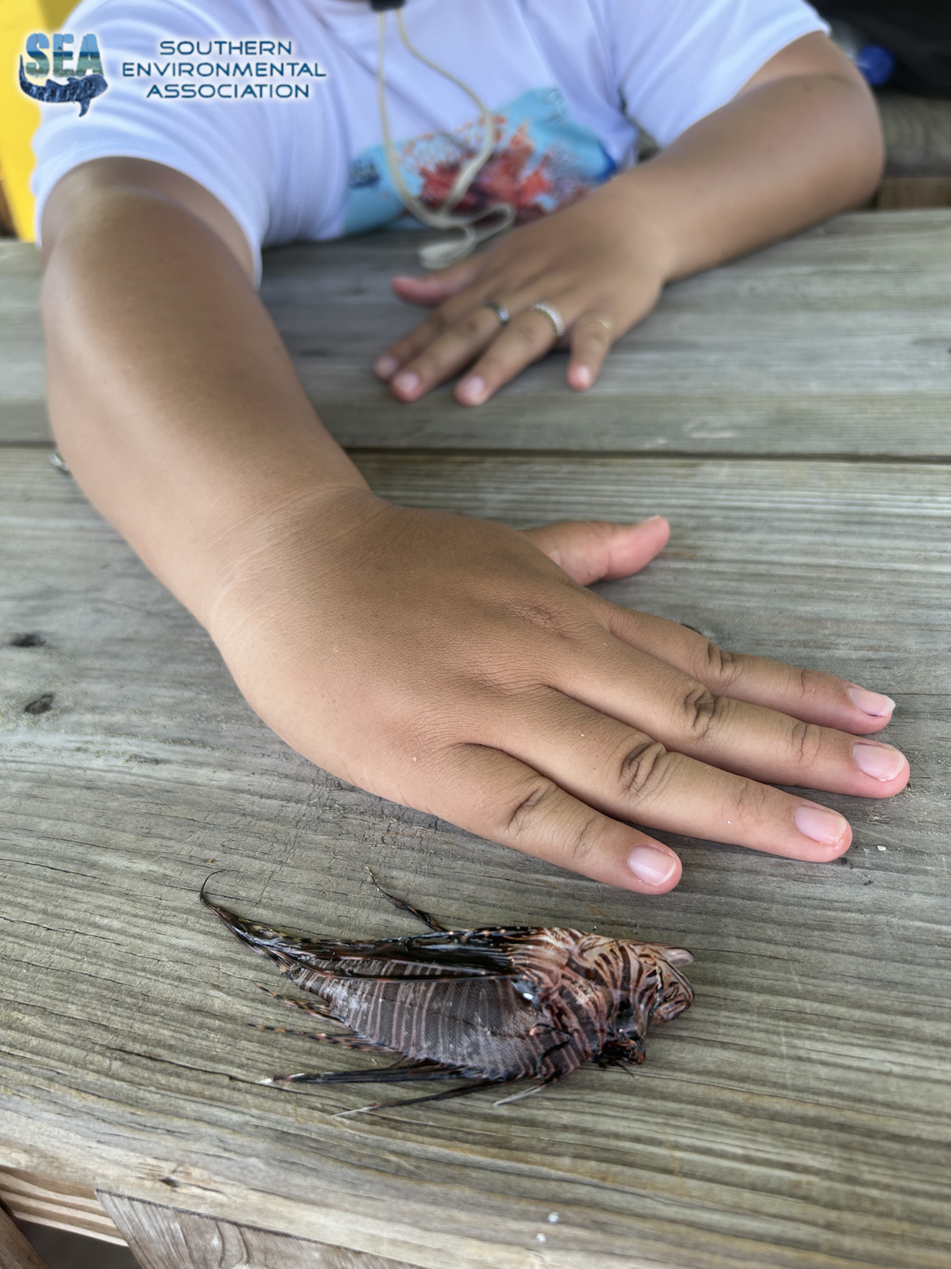1_2025 Smallest Lionfish