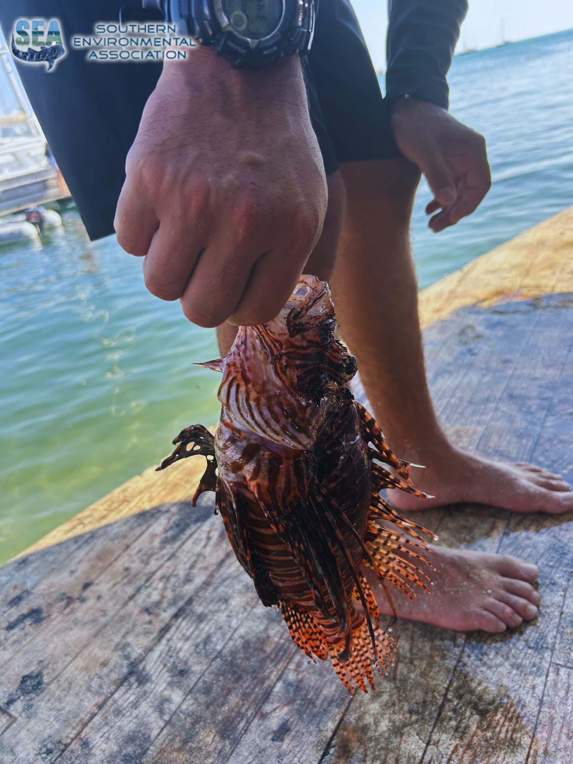 4_Holding Lionfish